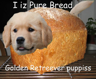 Illustration for article titled PSA: bread.